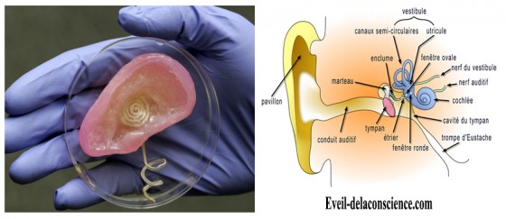Des chercheurs fabriquent l’oreille du futur en combinant du cartilage avec une antenne