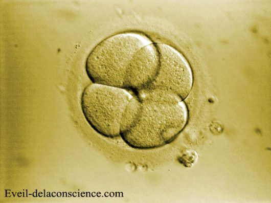 Loi santé : l’embryon humain devient un produit… sous silence médiatique