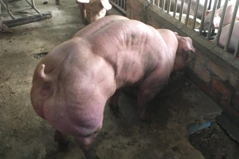 Au Cambodge, une ferme élève des cochons mutants génétiquement modifiés